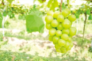 ★10/8 催行決定 満席間近です!★【横浜発】ぶどう王国山梨のシャインマスカット狩り食べ放題と600万本のコスモス咲く山中湖花の都公園散策 ~人気の桔梗屋信玄餅詰め放題にも挑戦!~1